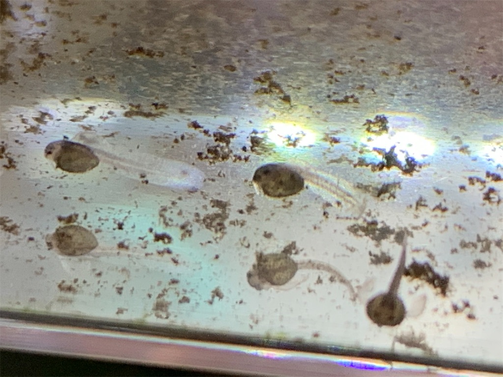 f:id:bunbun_cardinaltetra:20201224153834j:image