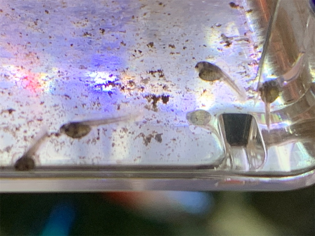 f:id:bunbun_cardinaltetra:20201224153838j:image