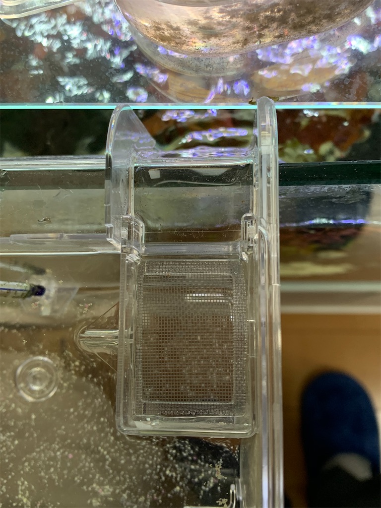 f:id:bunbun_cardinaltetra:20201229151032j:image
