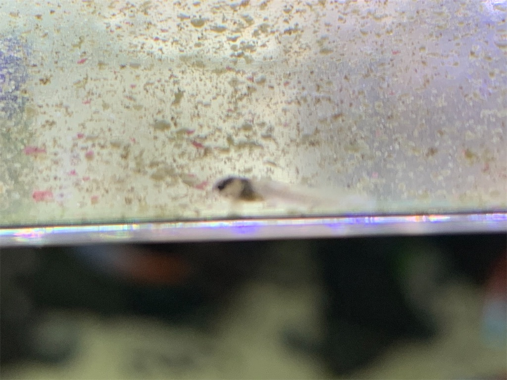 f:id:bunbun_cardinaltetra:20201229151240j:image