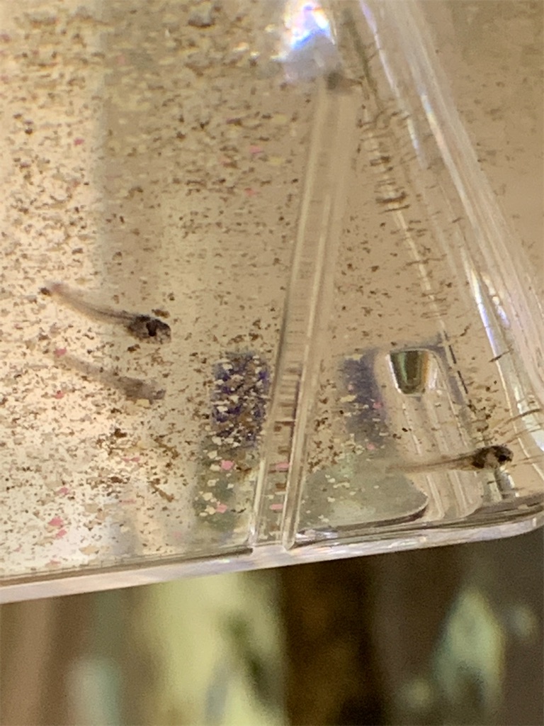 f:id:bunbun_cardinaltetra:20201229151255j:image