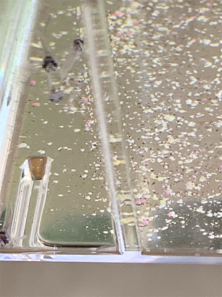 f:id:bunbun_cardinaltetra:20201229151428j:image
