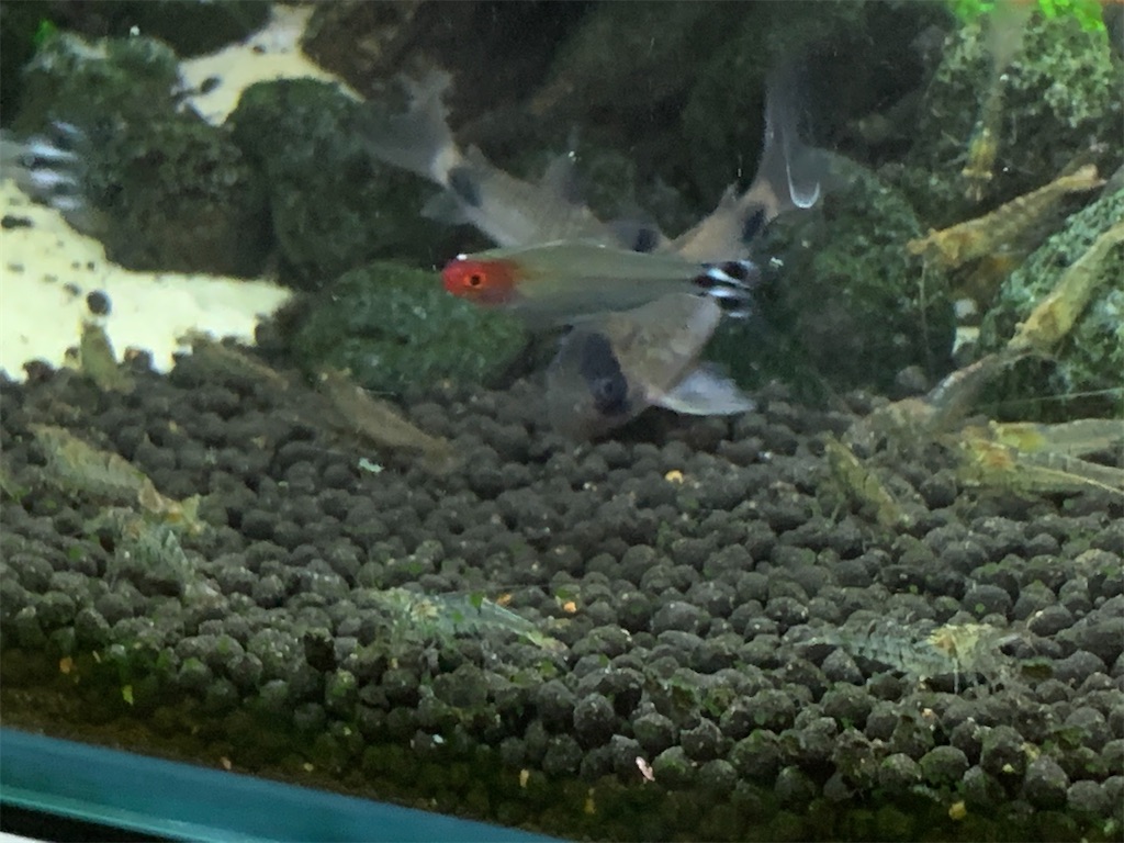 f:id:bunbun_cardinaltetra:20201229152721j:image