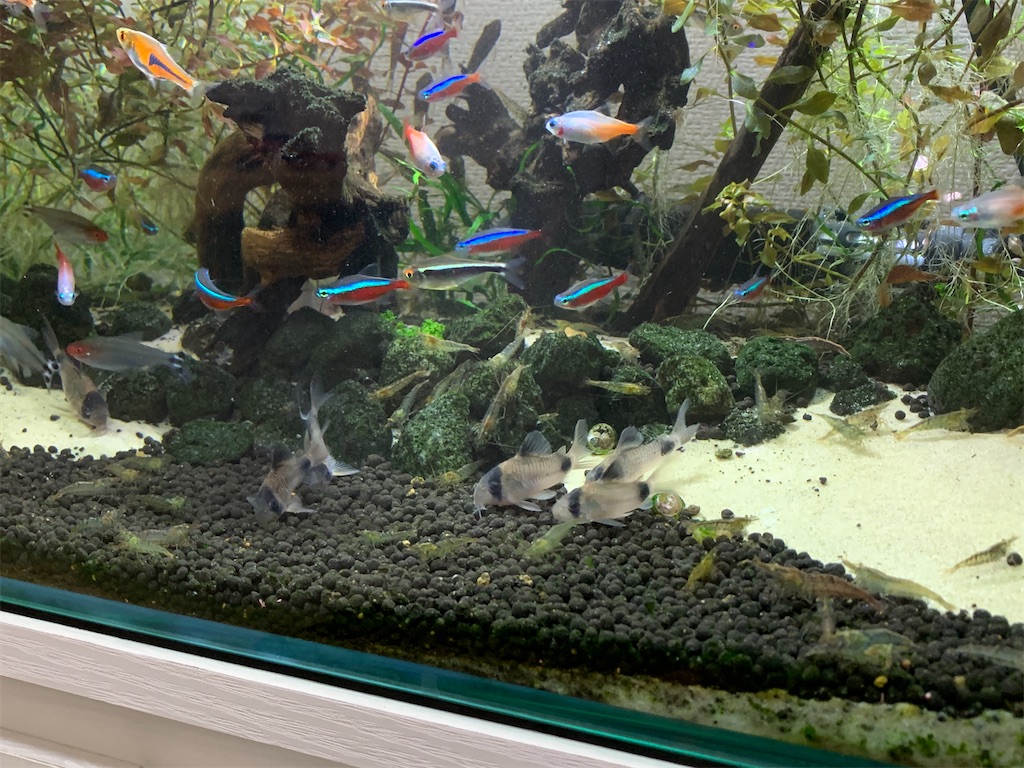 f:id:bunbun_cardinaltetra:20201229152731j:image
