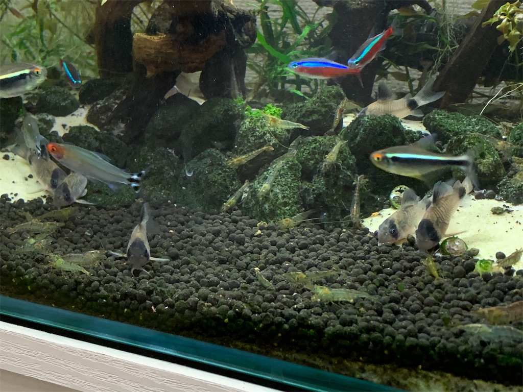 f:id:bunbun_cardinaltetra:20201229152735j:image