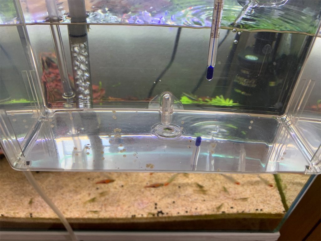 f:id:bunbun_cardinaltetra:20210306111118j:image