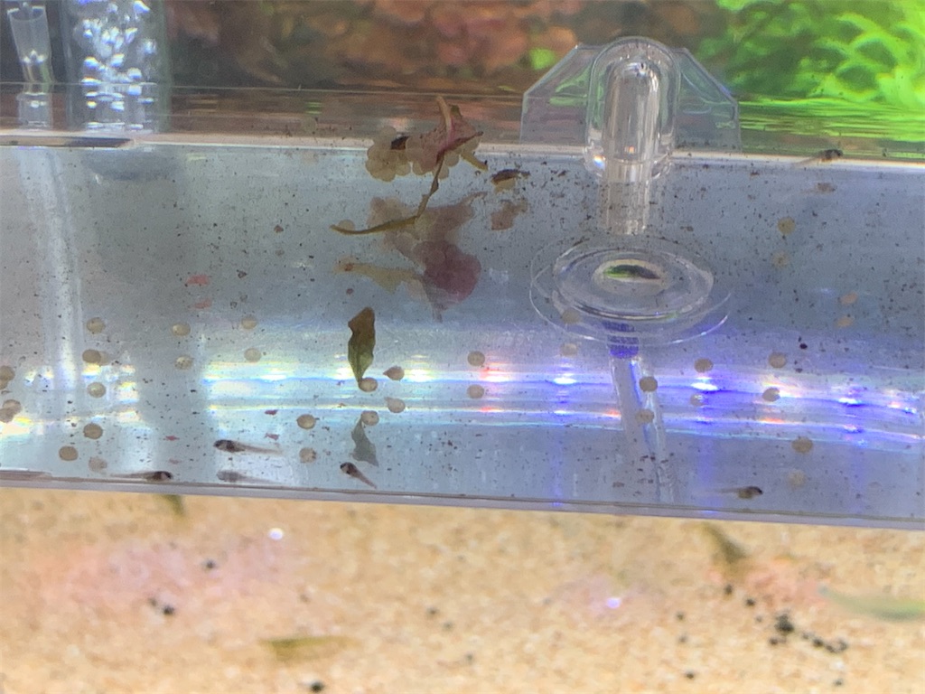 f:id:bunbun_cardinaltetra:20210307114516j:image