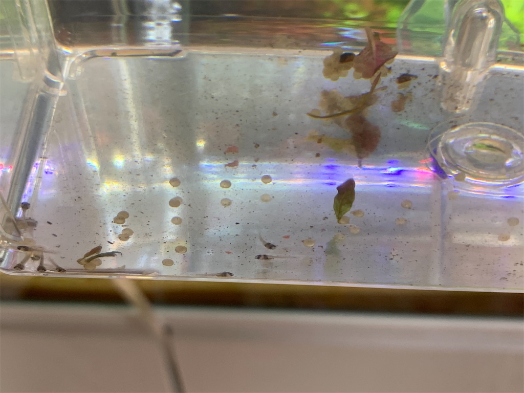 f:id:bunbun_cardinaltetra:20210307114530j:image