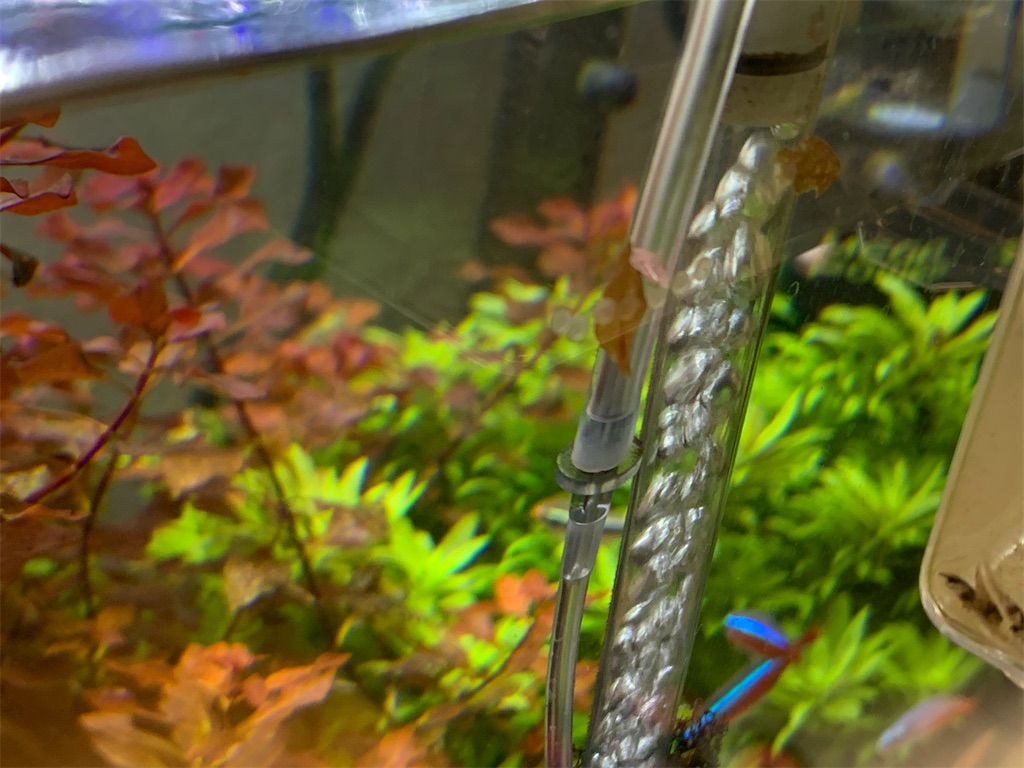 f:id:bunbun_cardinaltetra:20210321172319j:image