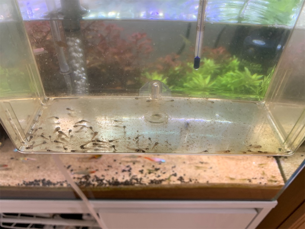 f:id:bunbun_cardinaltetra:20210321172324j:image