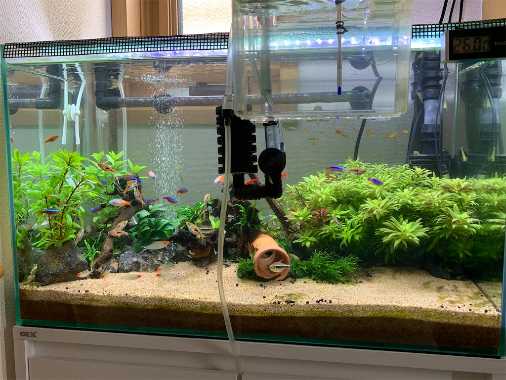 f:id:bunbun_cardinaltetra:20210404113135j:image