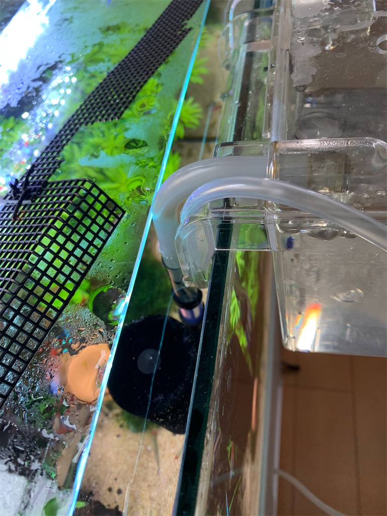 f:id:bunbun_cardinaltetra:20210404153025j:image