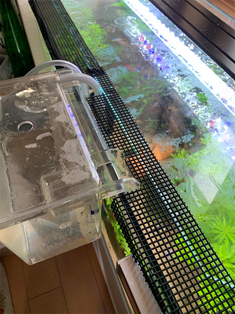 f:id:bunbun_cardinaltetra:20210404153041j:image