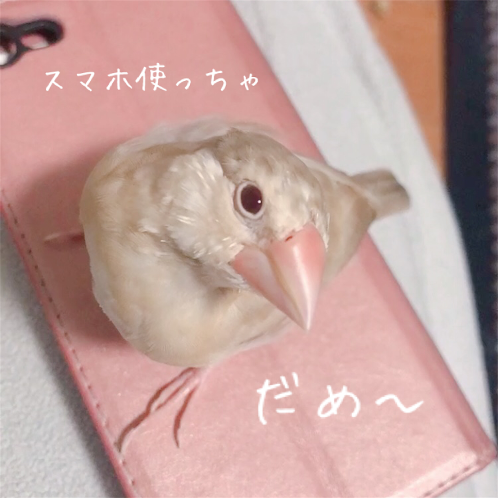 シナモン文鳥さん 撮っちゃダメ 文鳥のもちもちな毎日 シナモン文鳥さん 撮っちゃダメ 文鳥のもちもちな毎日