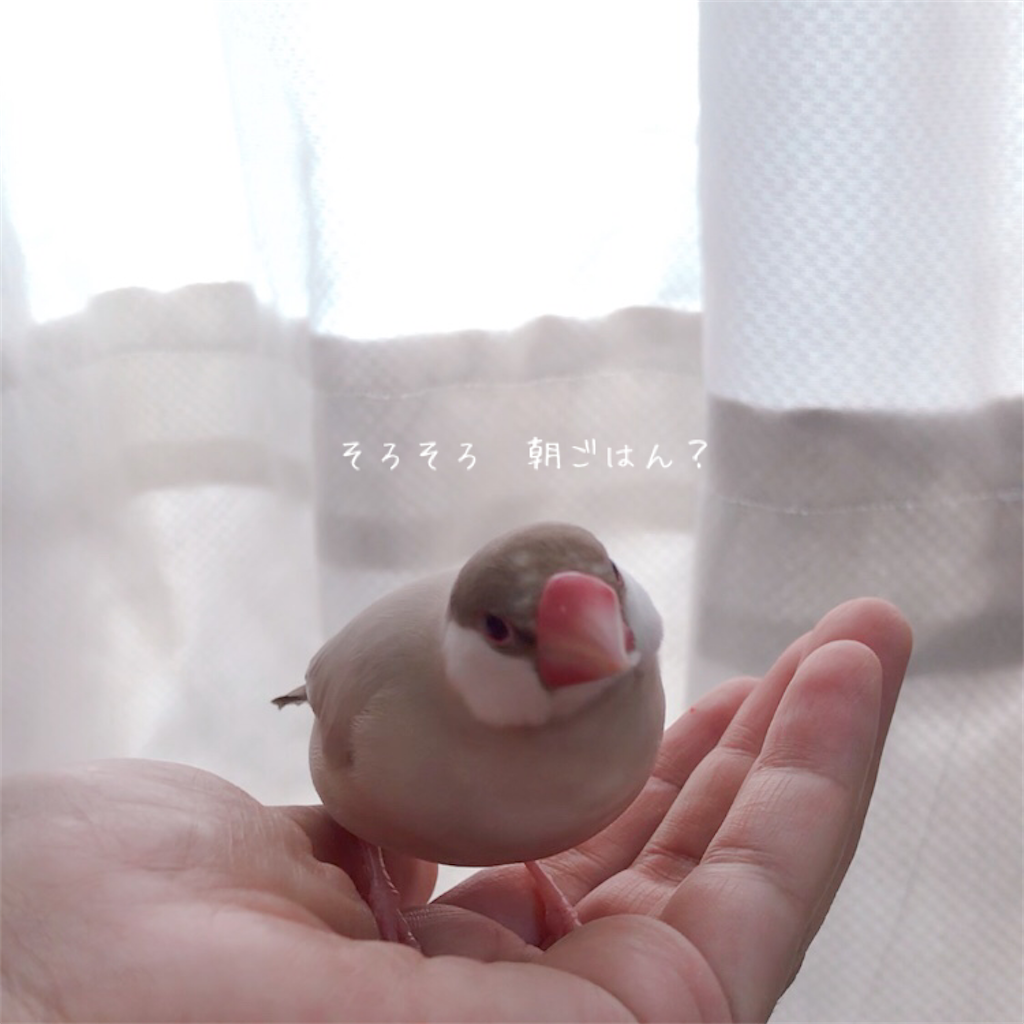 シナモン文鳥さん 朝ごはん 文鳥のもちもちな毎日