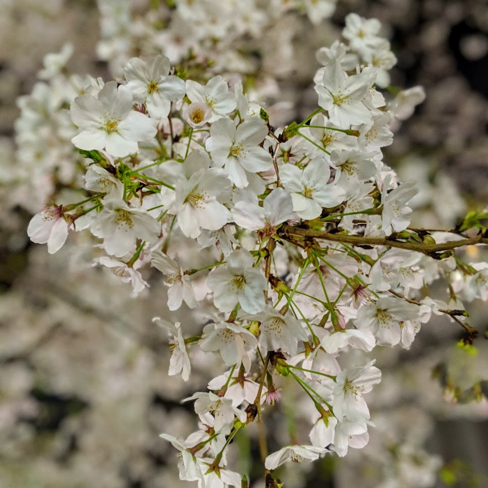 sakura