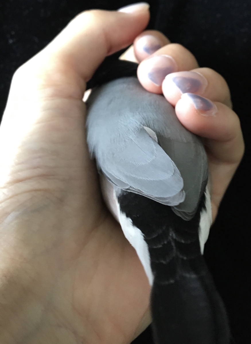 f:id:bunchosparrow:20200902221152j:plain f:id:bunchosparrow:20200902221152j:plain