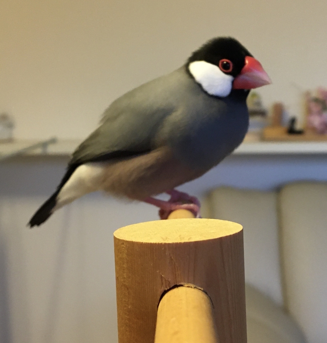 f:id:bunchosparrow:20201021104503j:plain f:id:bunchosparrow:20201021104503j:plain