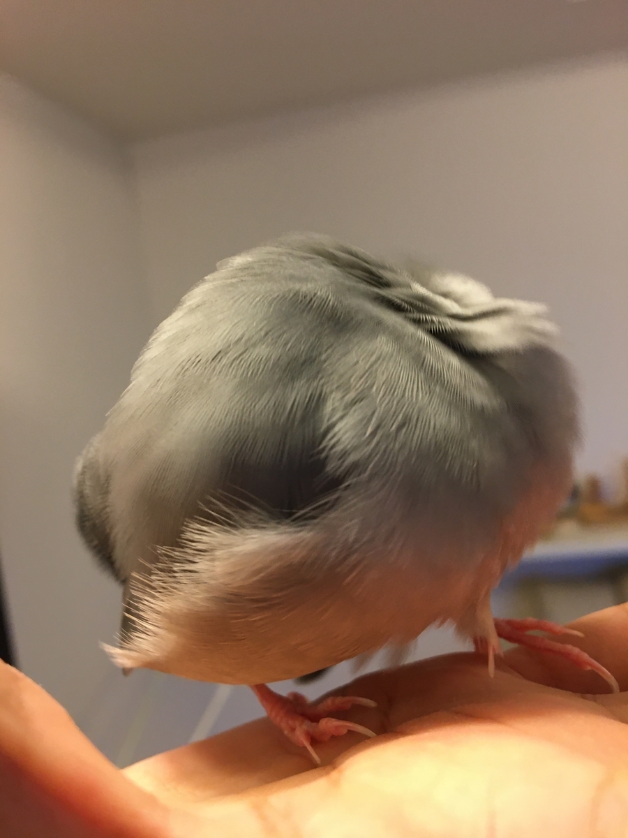 ピリカの歌 文鳥ぴっちゃんのブログ ピリカの歌 文鳥ぴっちゃんのブログ