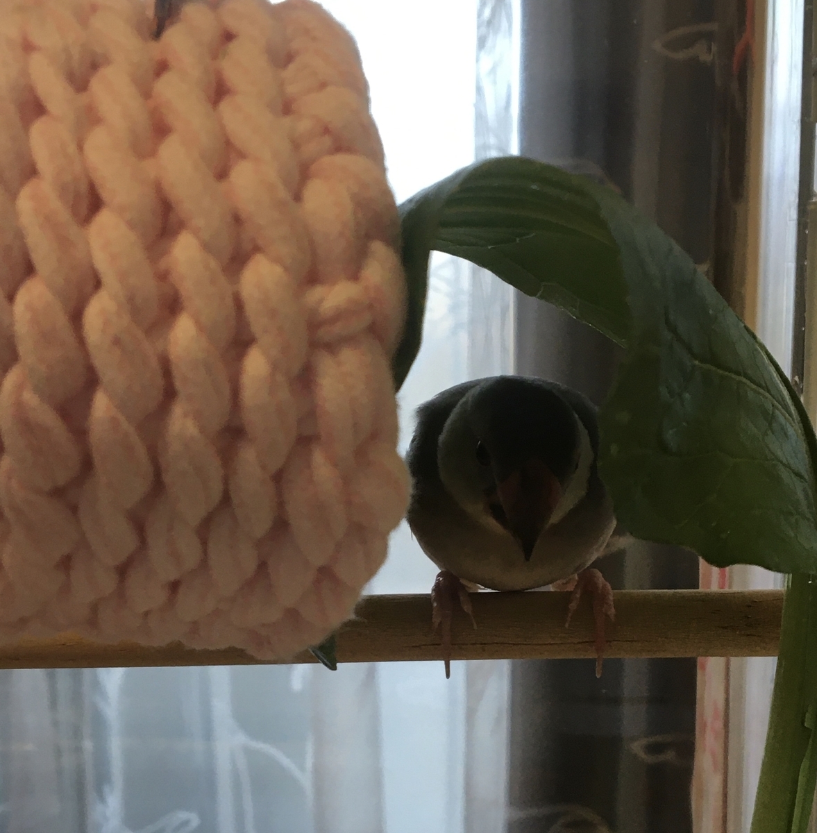 ピリカの歌 文鳥ぴっちゃんのブログ ピリカの歌 文鳥ぴっちゃんのブログ