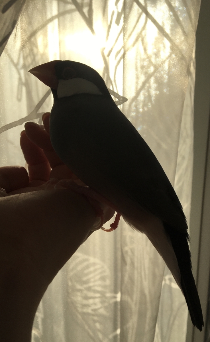 f:id:bunchosparrow:20201231154301j:plain