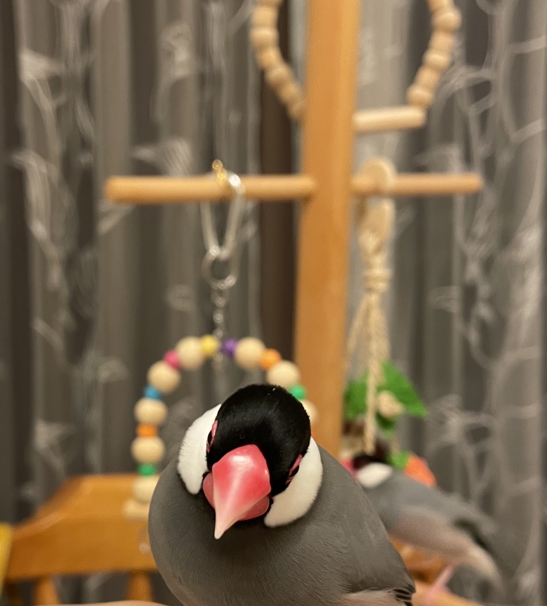 f:id:bunchosparrow:20211113183521j:plain