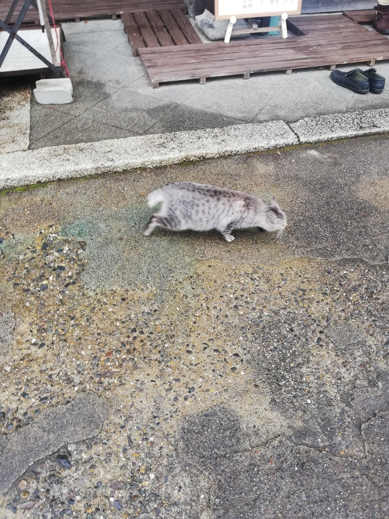 f:id:bungeling999:20190219110717j:plain