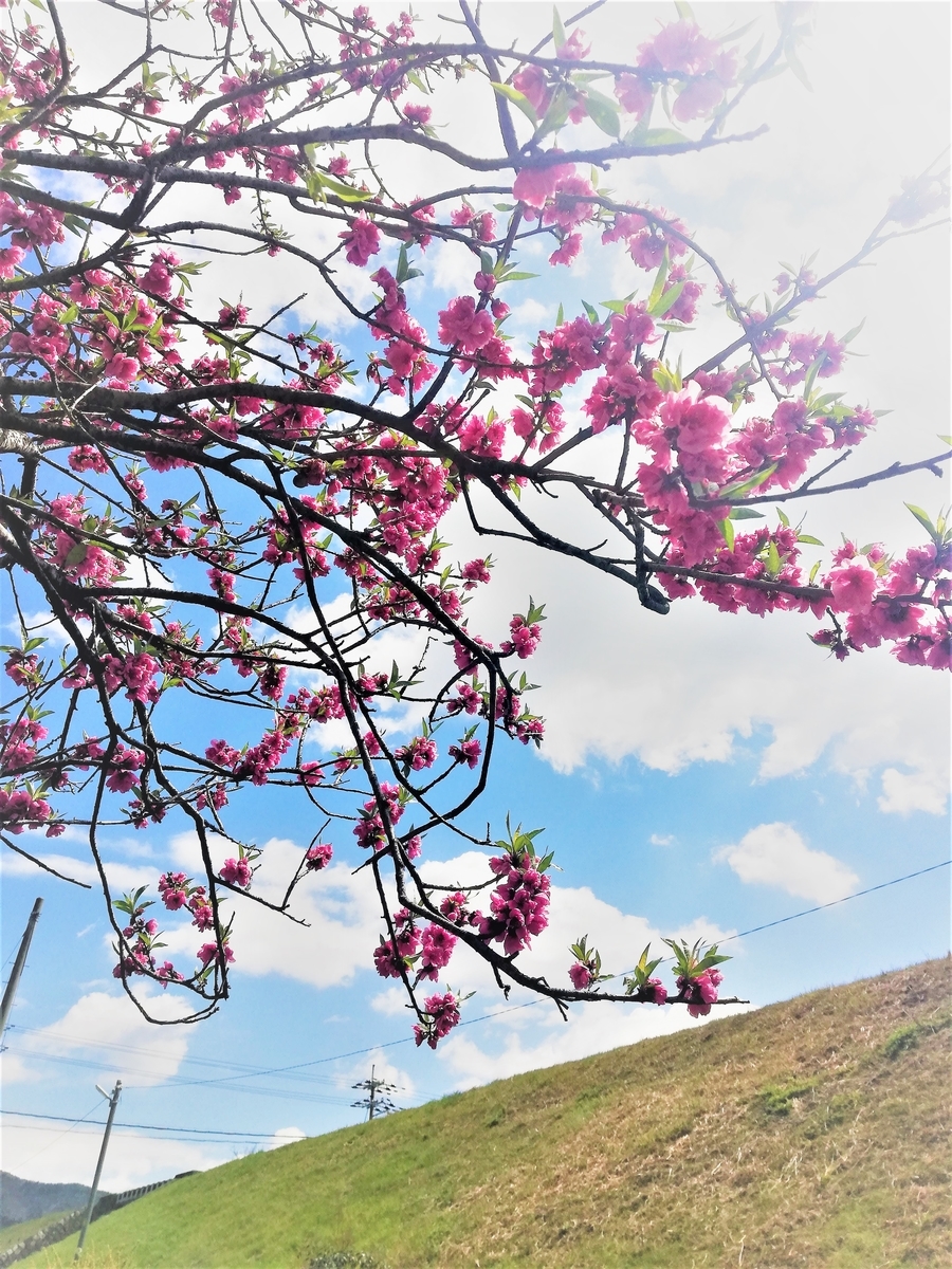 f:id:bungeling999:20190331193955j:plain f:id:bungeling999:20190331193955j:plain