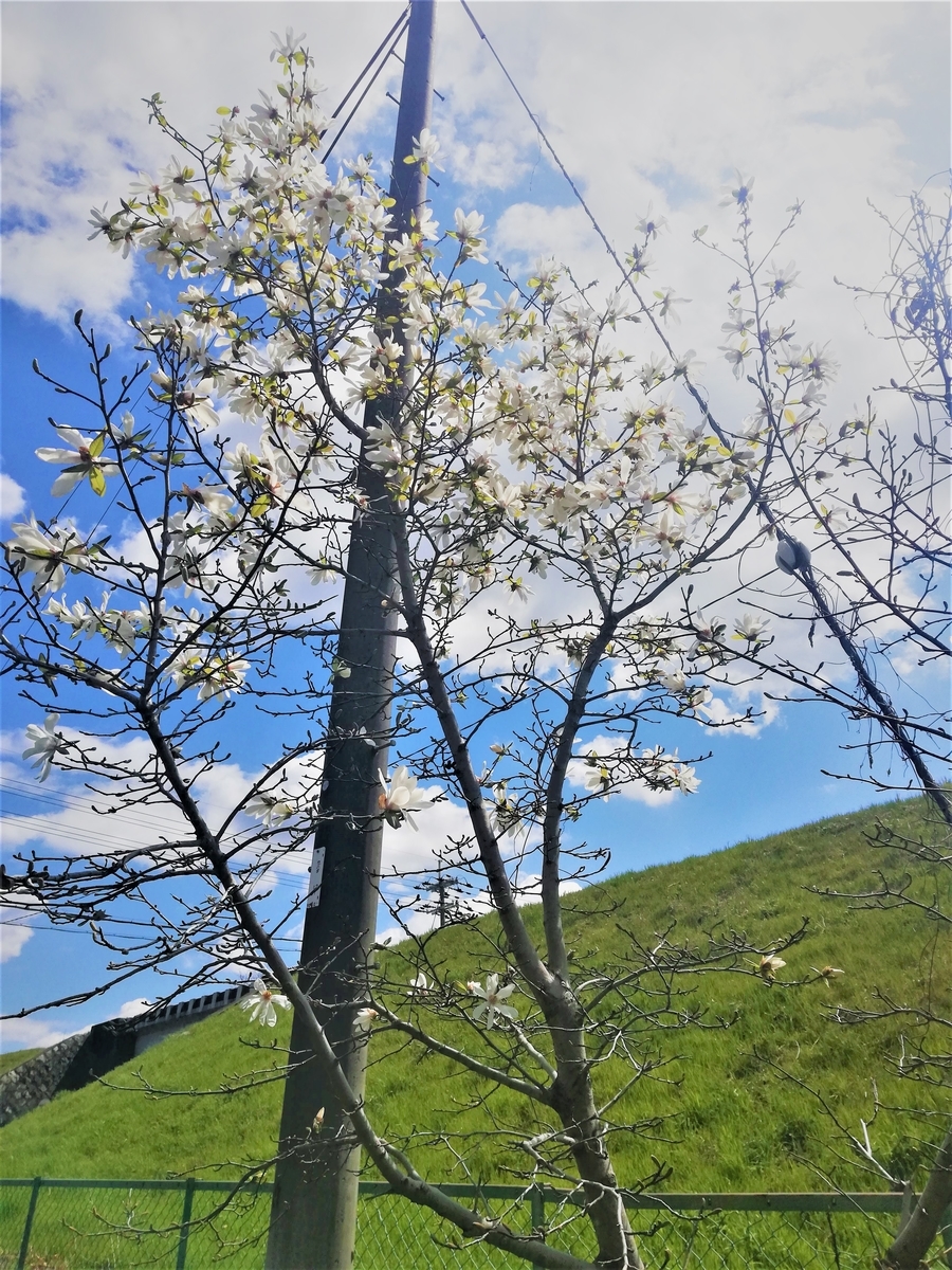 f:id:bungeling999:20190331194000j:plain f:id:bungeling999:20190331194000j:plain