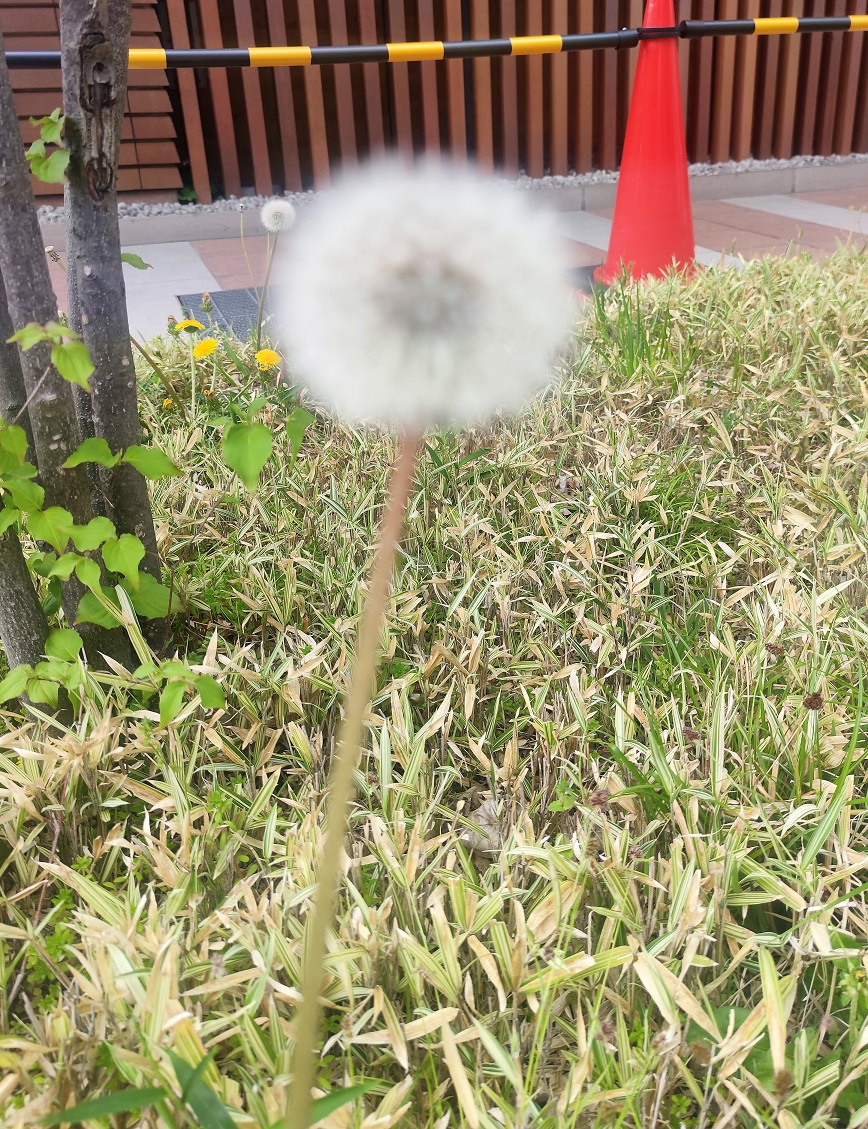 f:id:bungeling999:20220414183958j:plain
