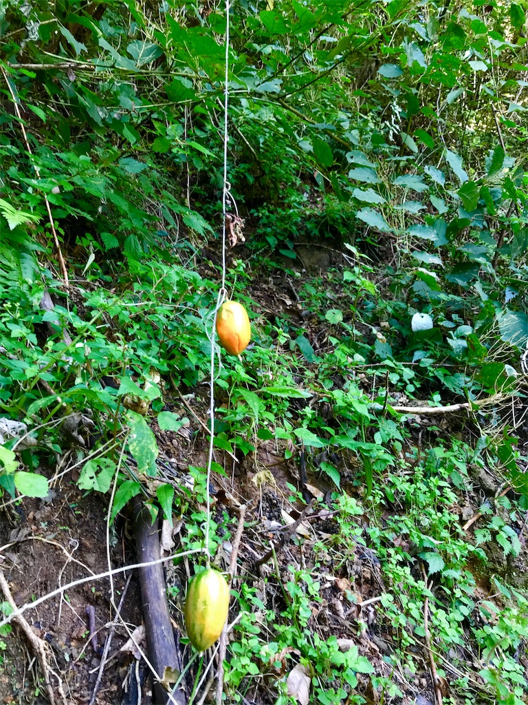 f:id:bungoalpineclub:20181014152749j:image f:id:bungoalpineclub:20181014152749j:image
