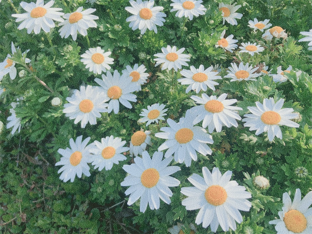 f:id:buni_mama:20190421112736j:image