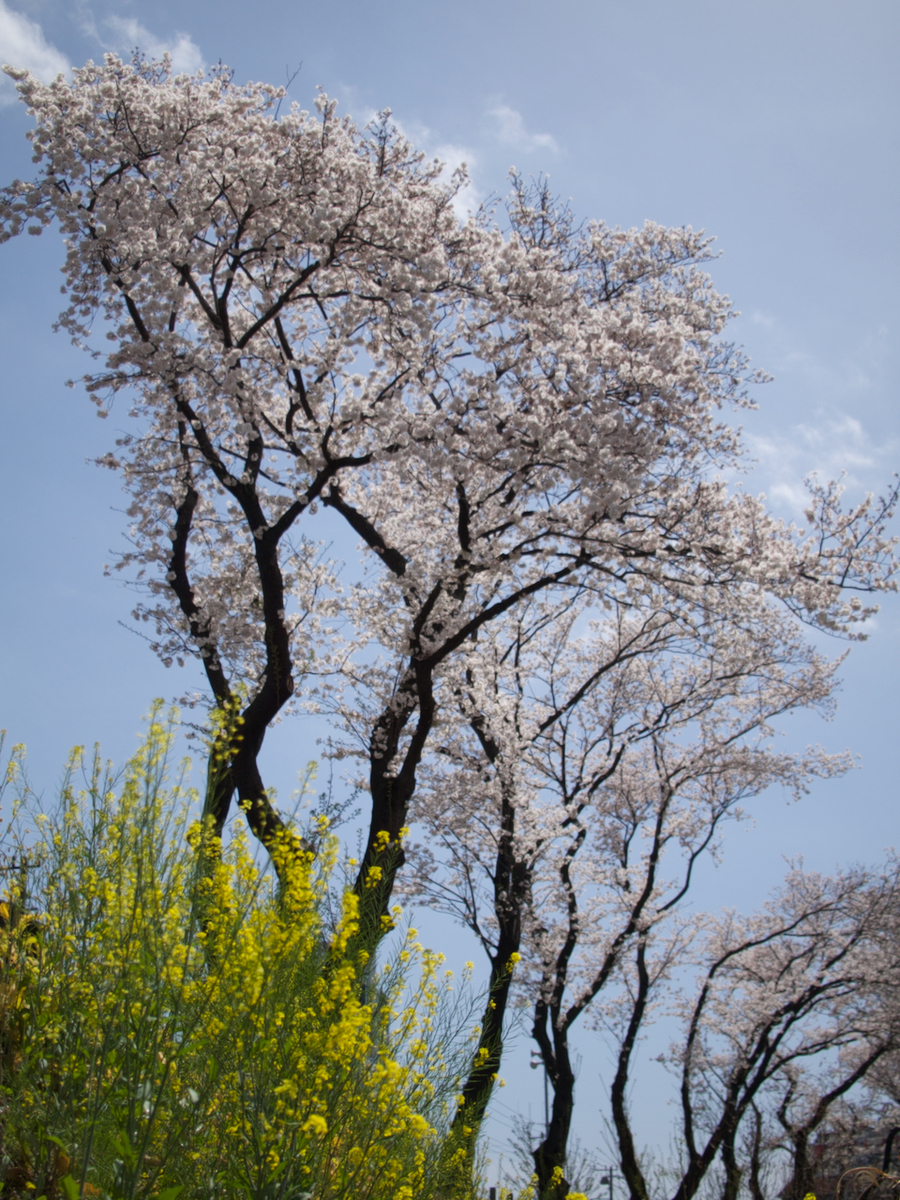 f:id:bunka-sp:20210418153659j:plain