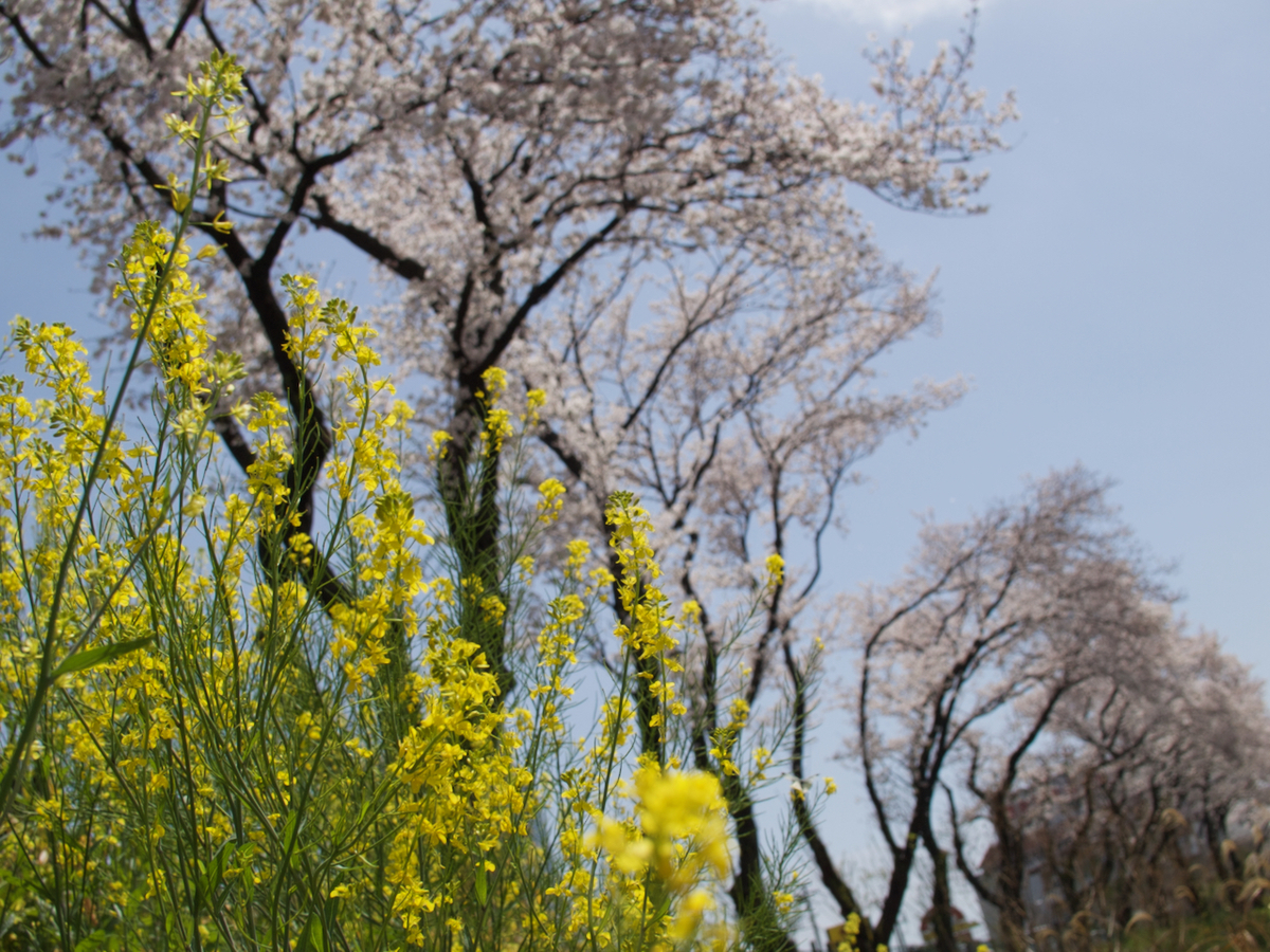 f:id:bunka-sp:20210418154729j:plain