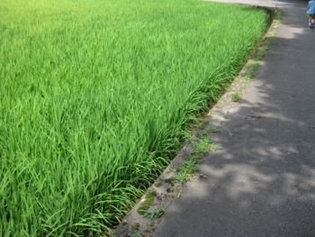 f:id:bunny114:20100802044303j:image f:id:bunny114:20100802044303j:image