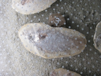 f:id:bunny114:20110517122830j:image f:id:bunny114:20110517122830j:image