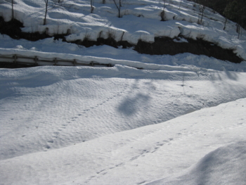 f:id:bunny114:20110627132721j:image f:id:bunny114:20110627132721j:image