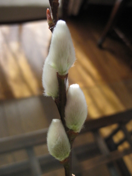 f:id:bunny114:20110627134857j:image f:id:bunny114:20110627134857j:image