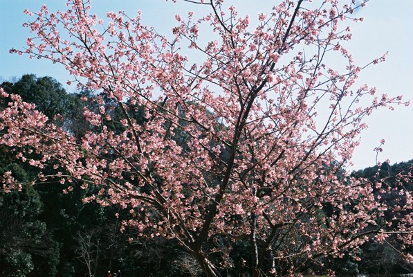 f:id:bunnyusami:20190331194420j:plain