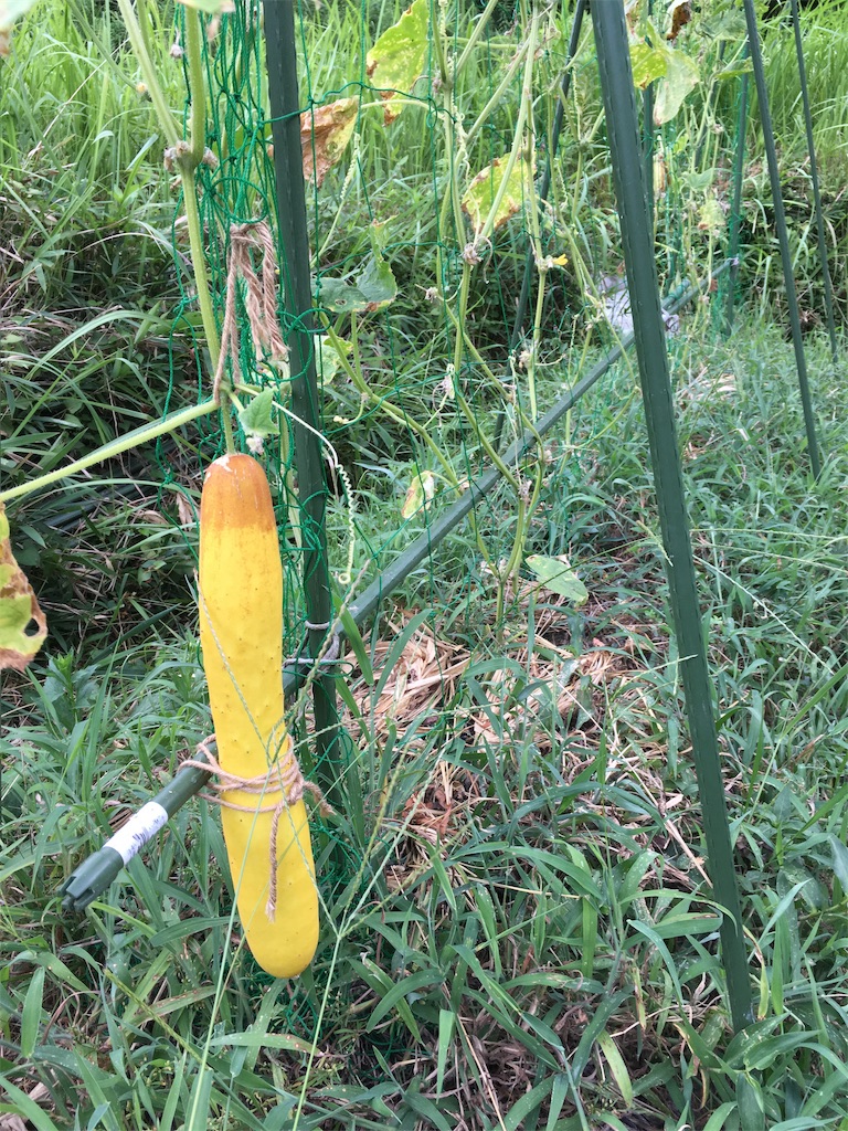 f:id:bunox:20190815153622j:image f:id:bunox:20190815153622j:image