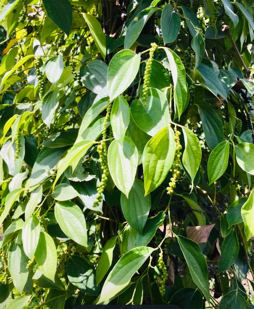 f:id:bunrath:20220630164012j:image f:id:bunrath:20220630164012j:image