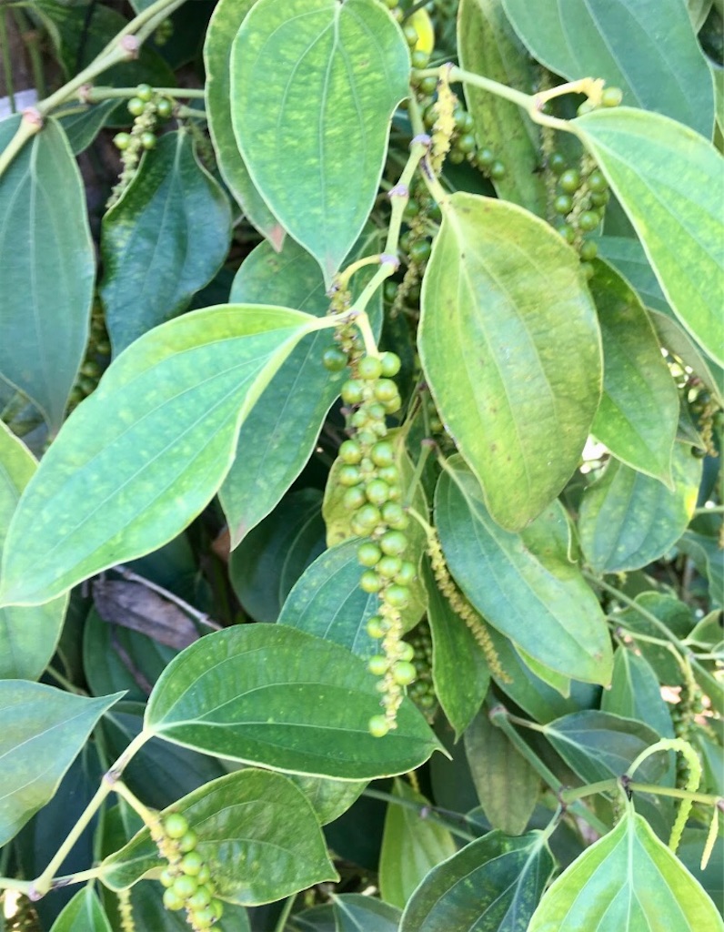 f:id:bunrath:20220707151329j:image f:id:bunrath:20220707151329j:image