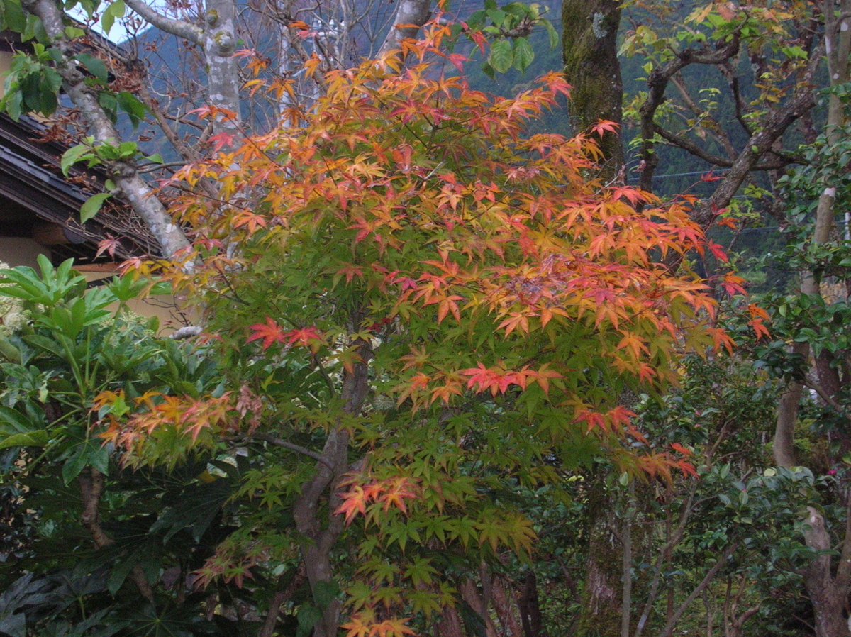 f:id:bunryuK:20191118151310j:plain