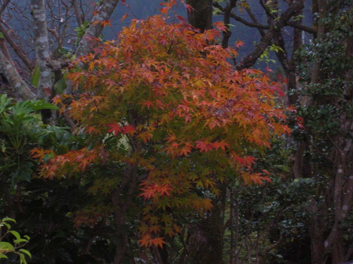 f:id:bunryuK:20191118151330j:plain