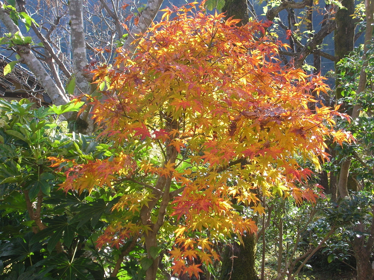 f:id:bunryuK:20191120091642j:plain