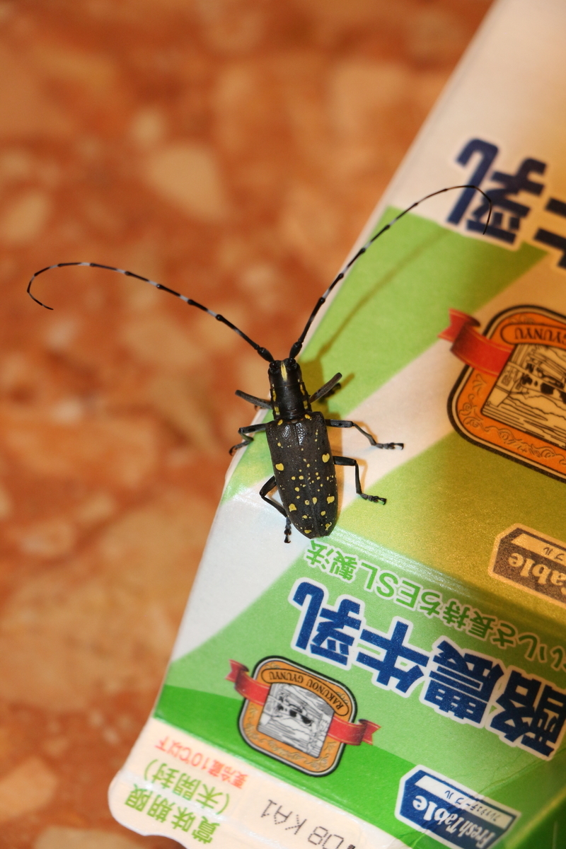 ゴマダラカミキリ キボシカミキリ 文ちゃんのページ