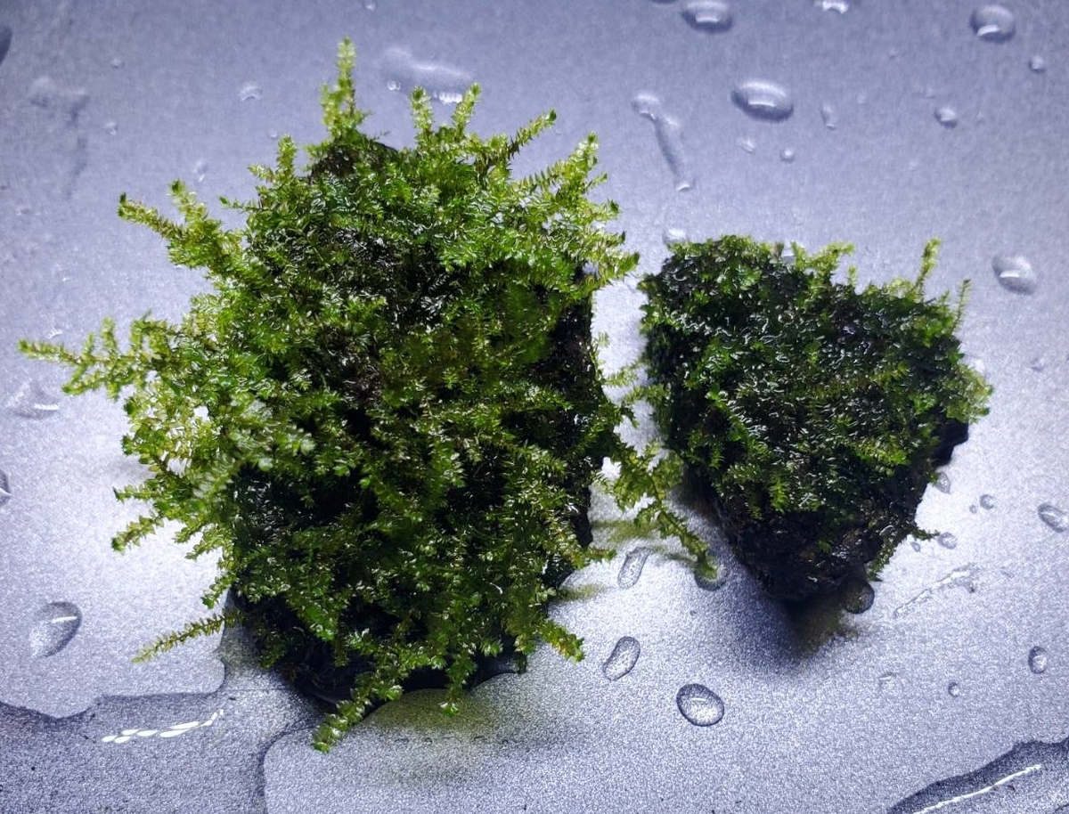 Bogtrigの日記