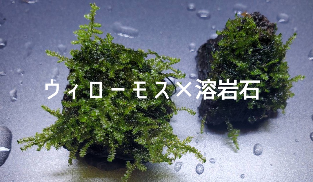 ウィローモス×溶岩石 - Anubimoss Artworks.