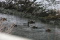 f:id:bupousou:20140112165553j:image:medium:left