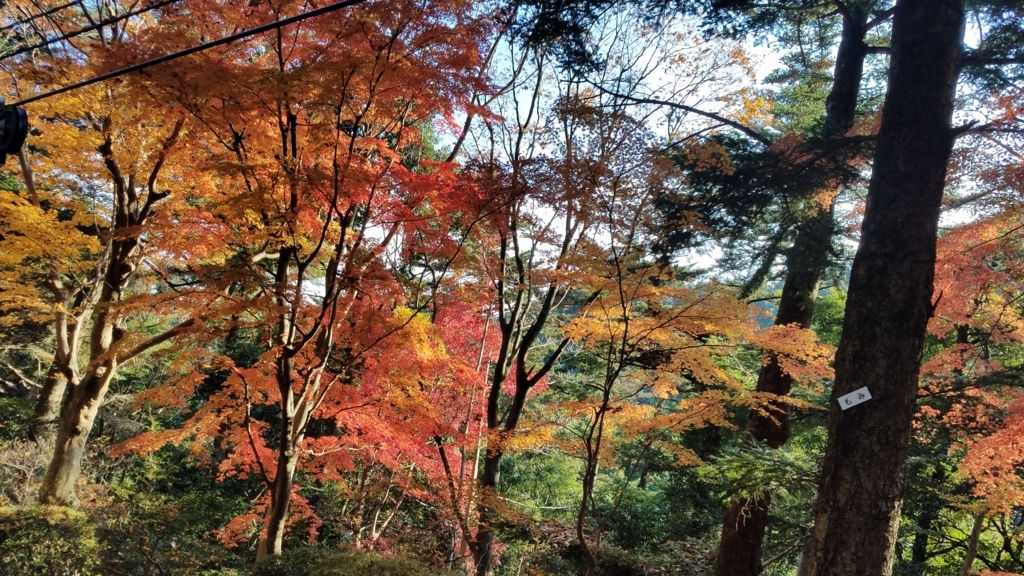 f:id:burakomi:20171203171454j:plain